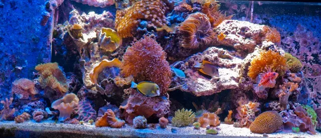 A picture of moss and rocks from inside of a saltwater reef aquarium.
